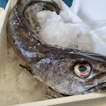 Hake