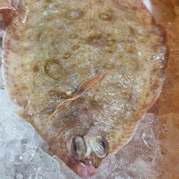 Lemon sole