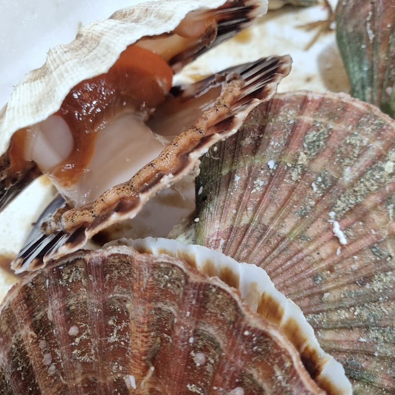 Live Hand Dived Scallop in the shell x 6