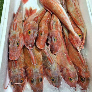 Gurnard