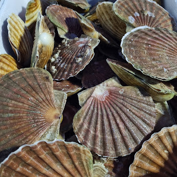 Live Hand Dived Scallop in the shell x 6