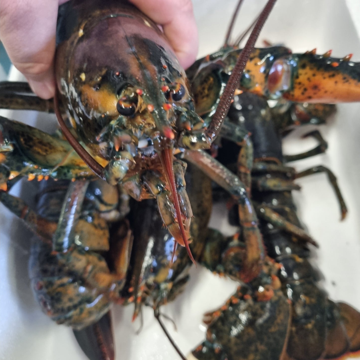 Live Lobster