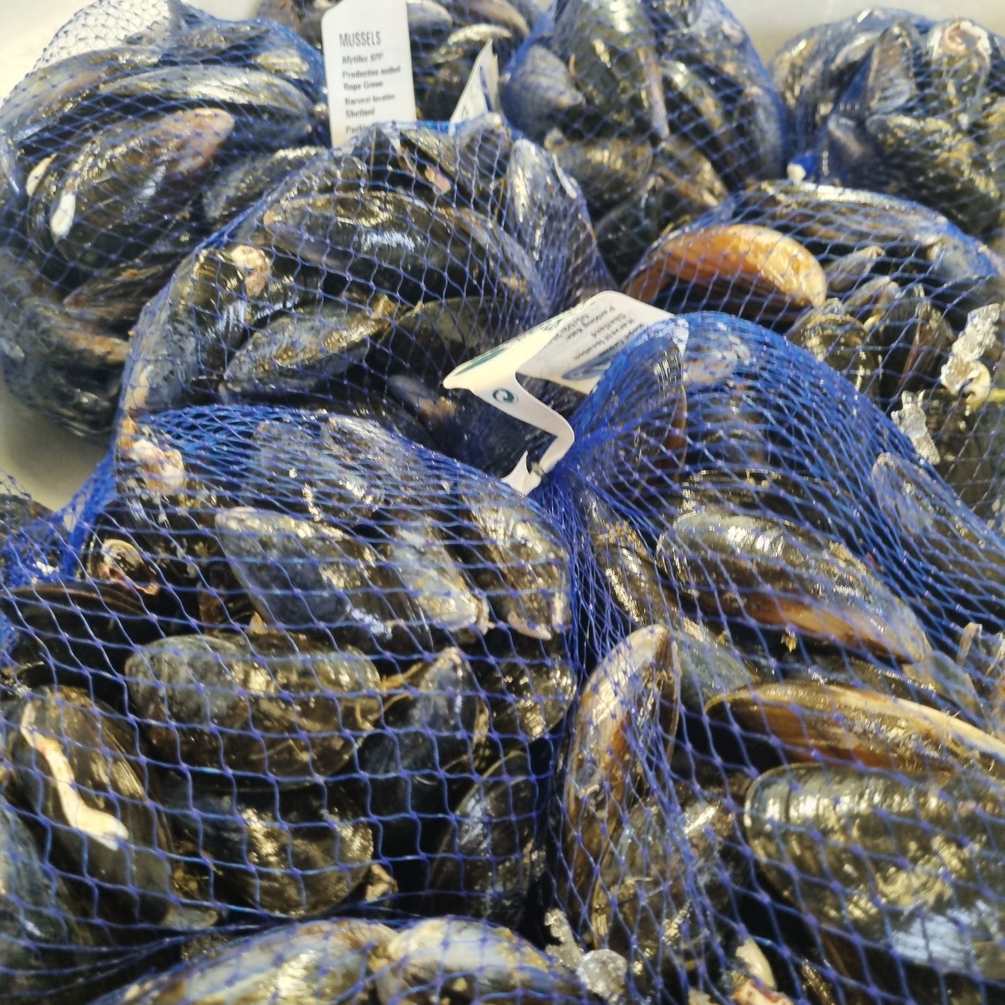 Rope Grown Shetland Mussels