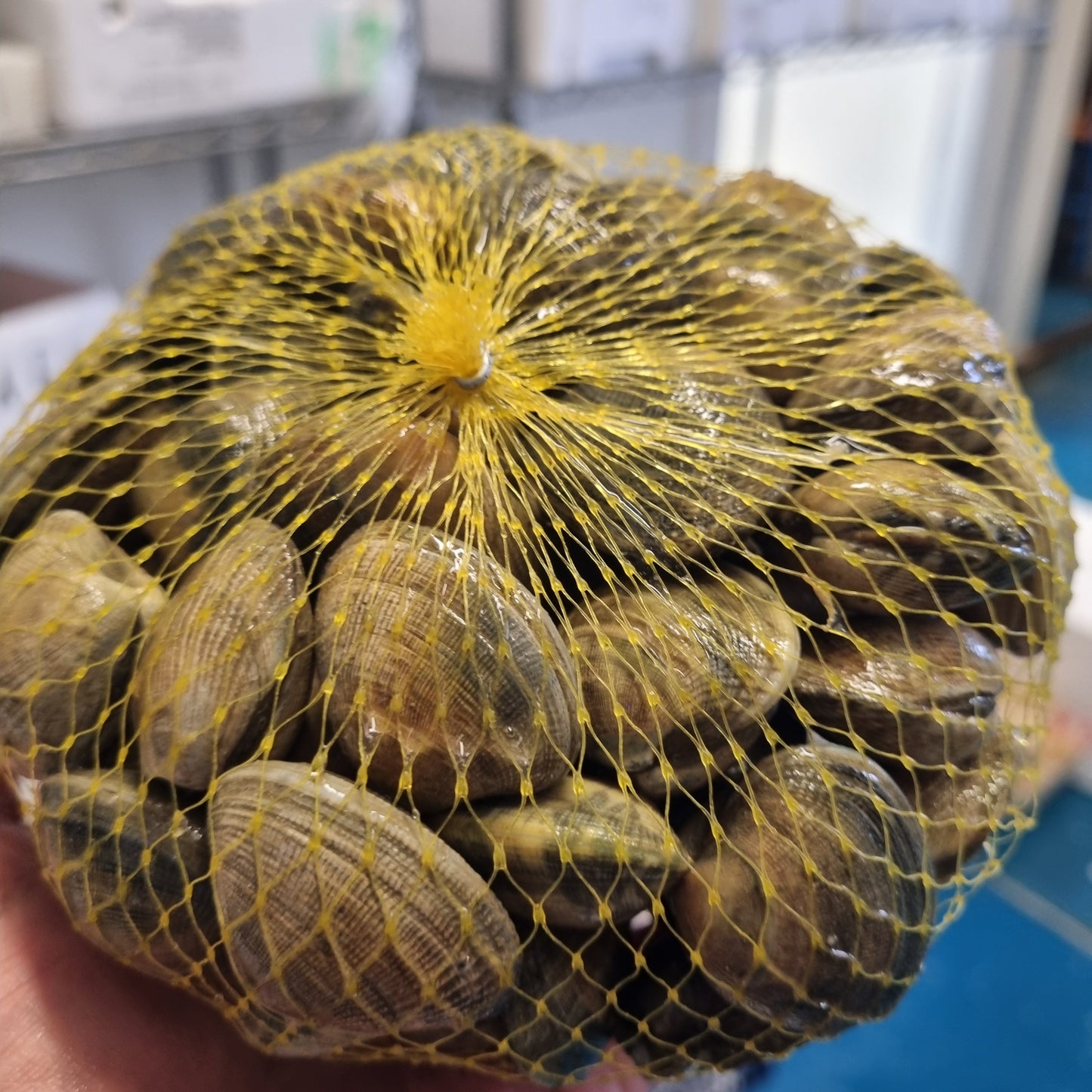 Fresh Dorset Palourdes Clams