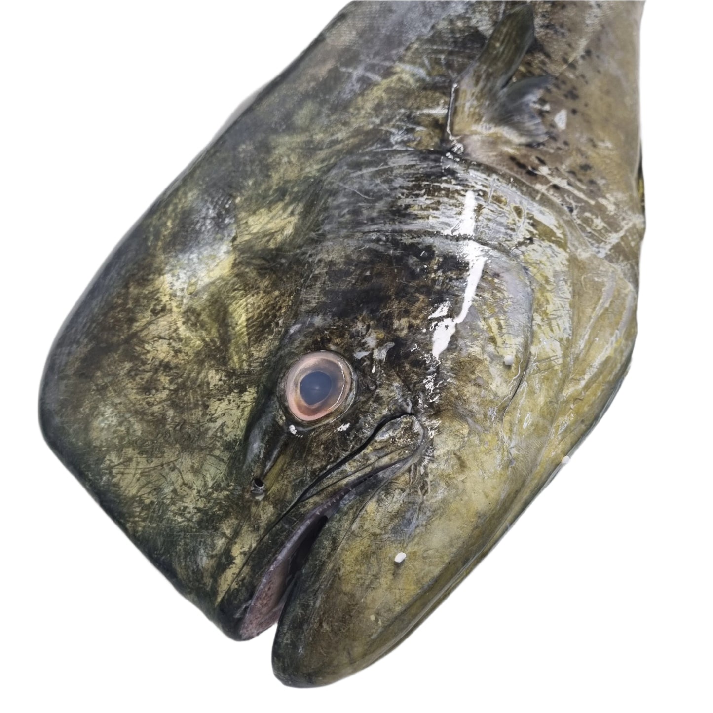 Mahi Mahi