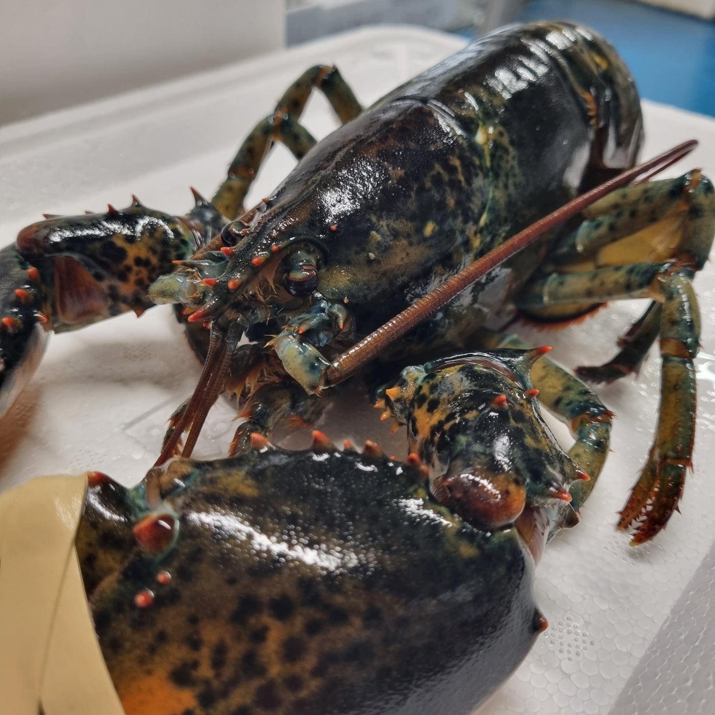 Live Lobster