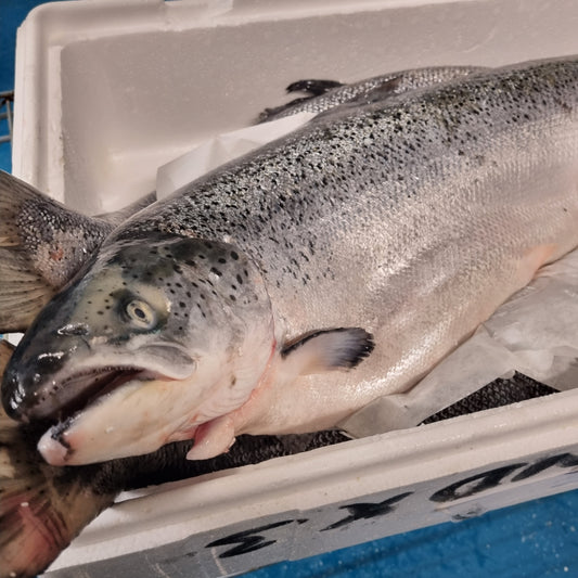 Salmon - Whole
