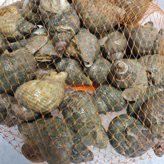 Live Whelks 1 kilo