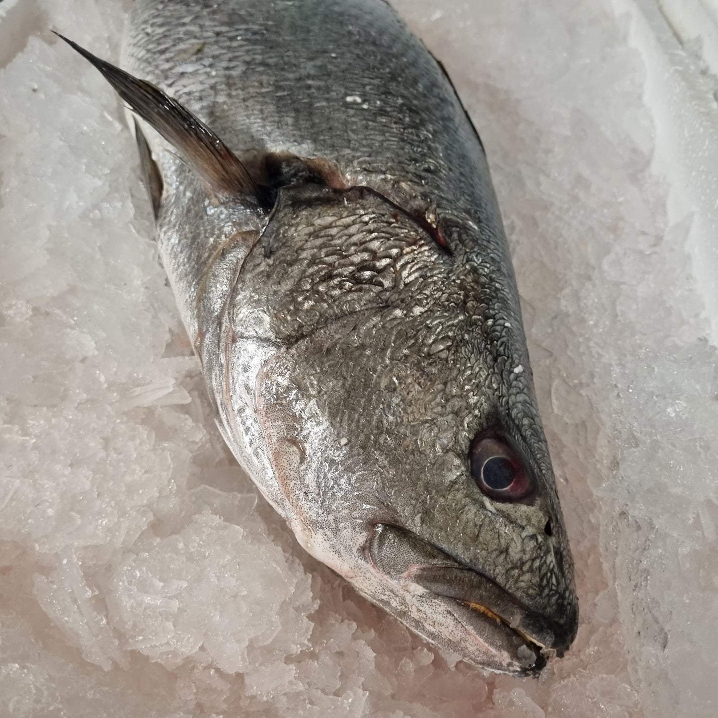 Stonebass
