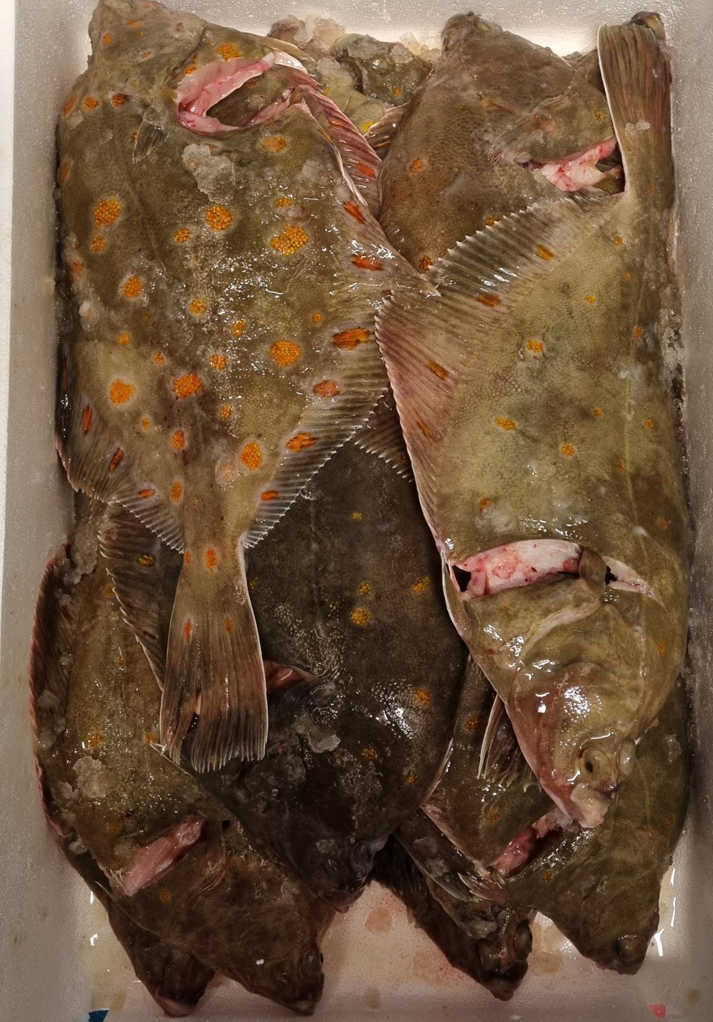 Plaice