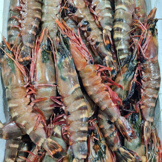 Huge King Prawns