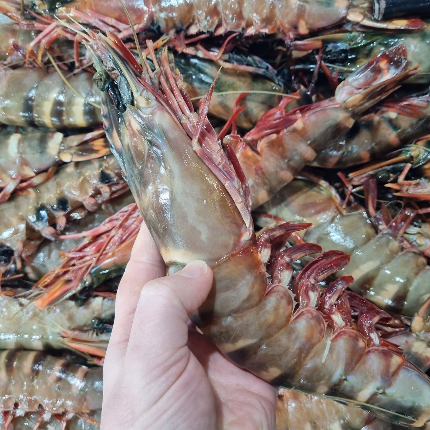 Huge King Prawns