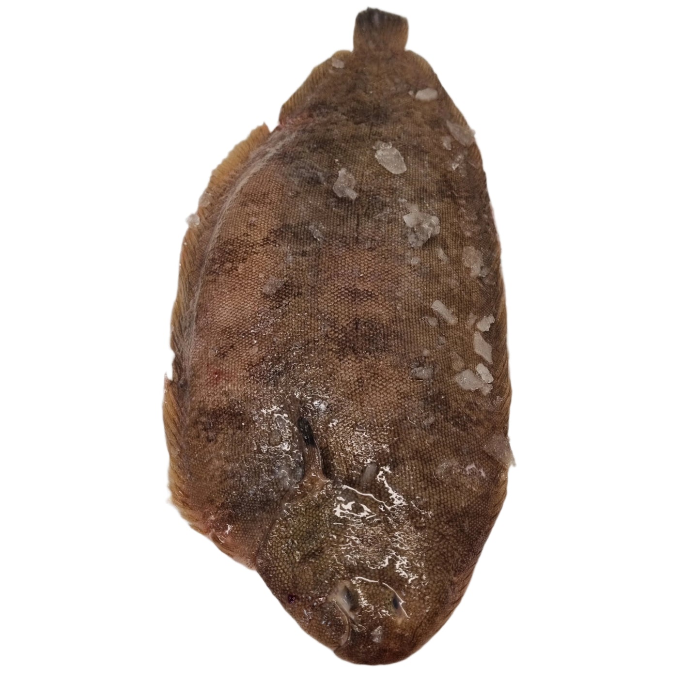 Doversole