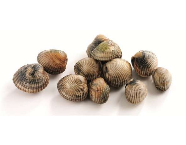 Live Cockles