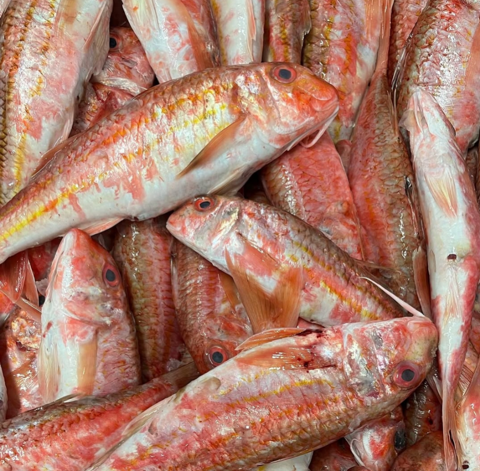 Red Mullet