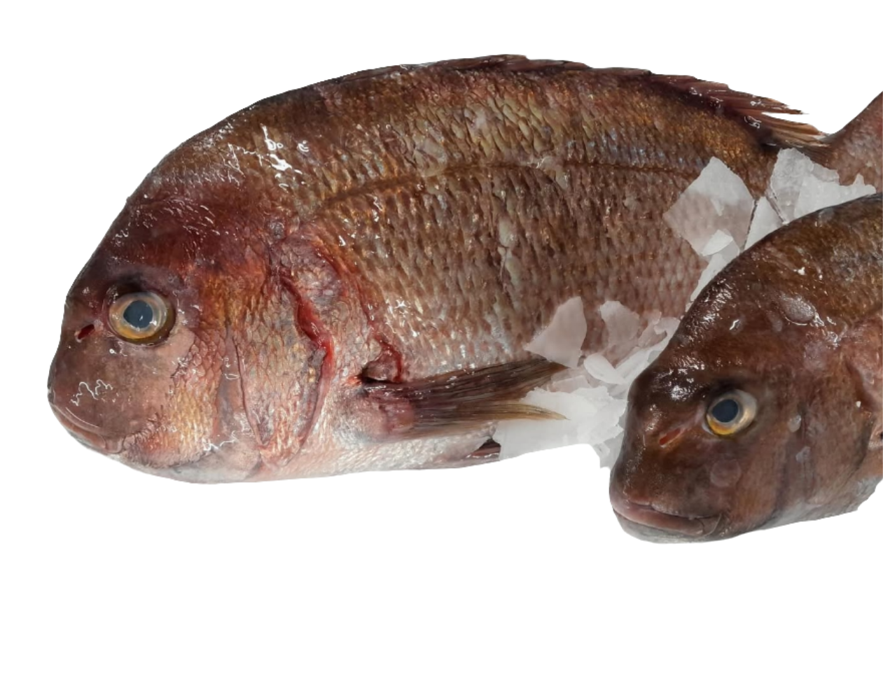Pink Bream Greek
