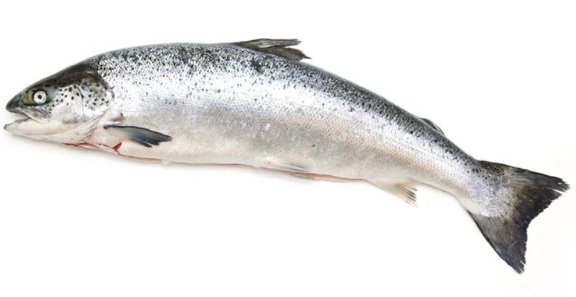 Salmon - Whole