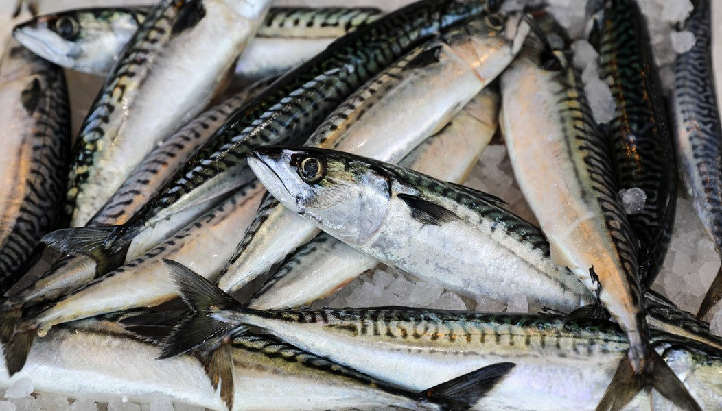 Mackerel