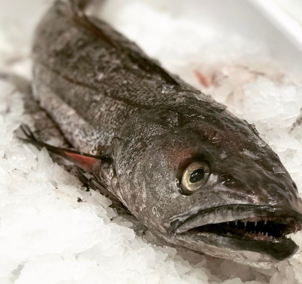 Hake