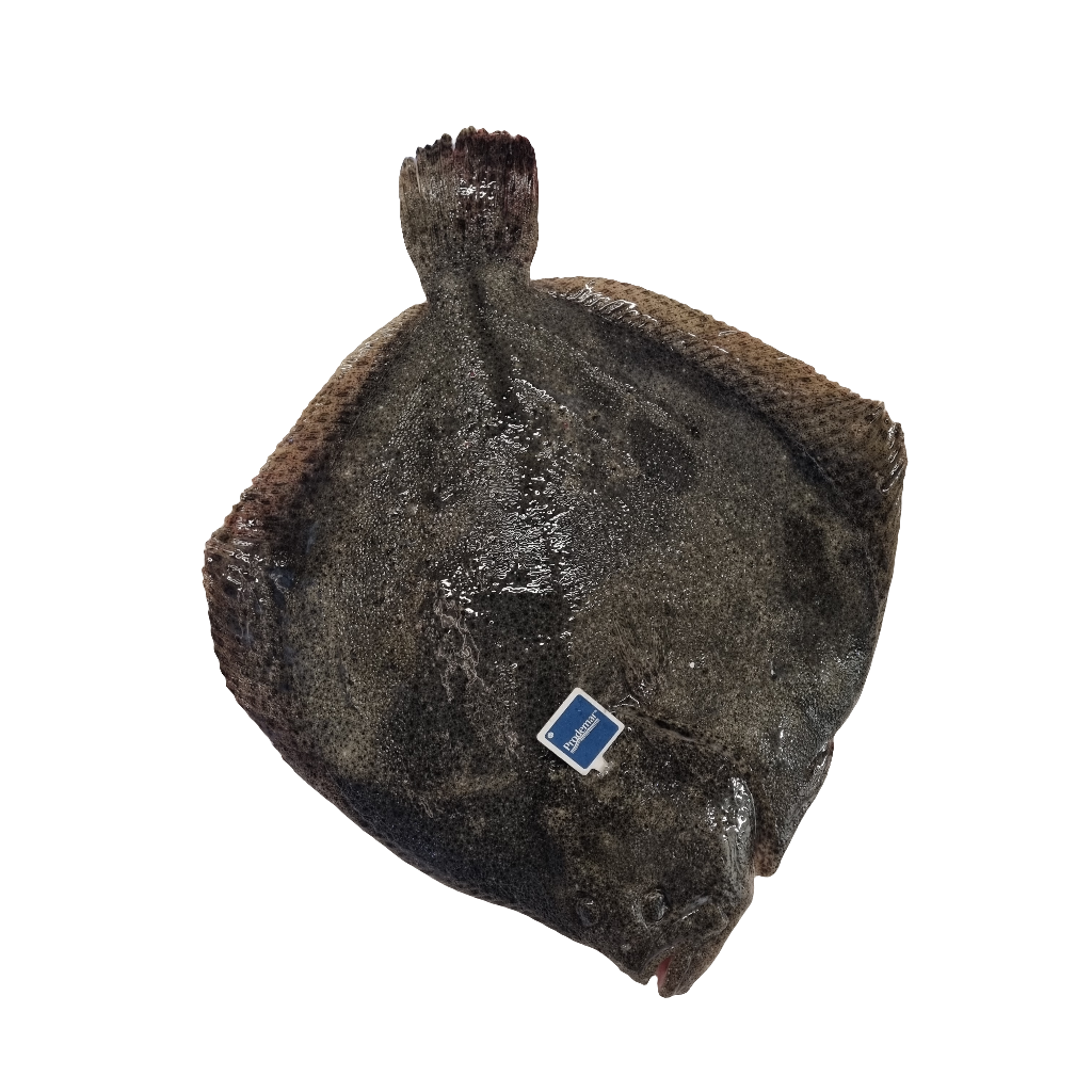 Turbot