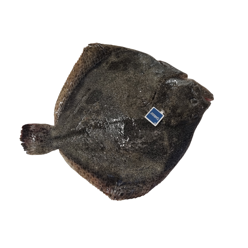 Turbot