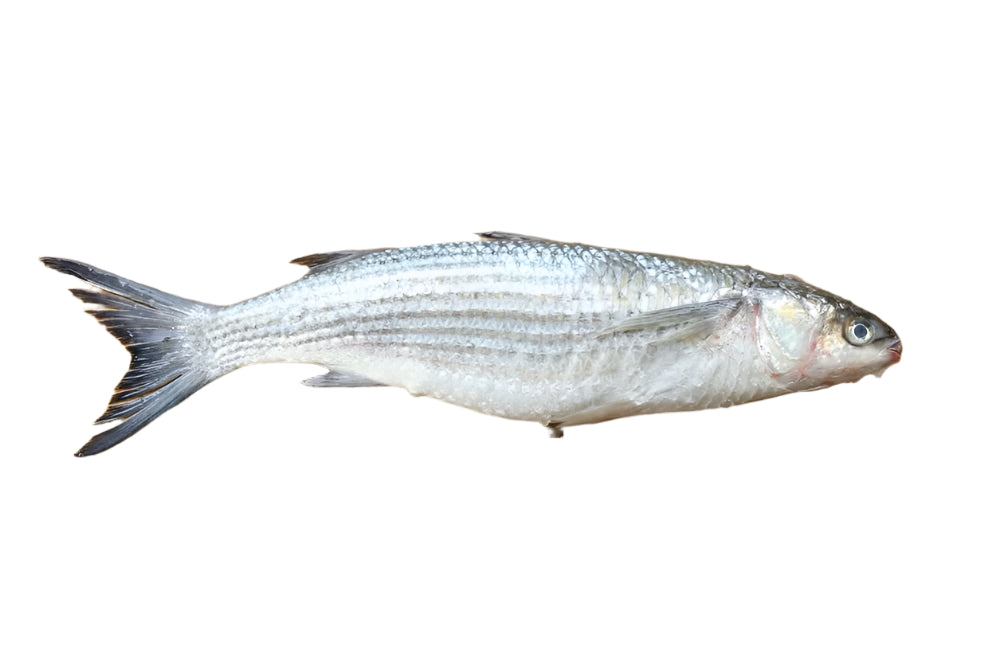 Grey Mullet