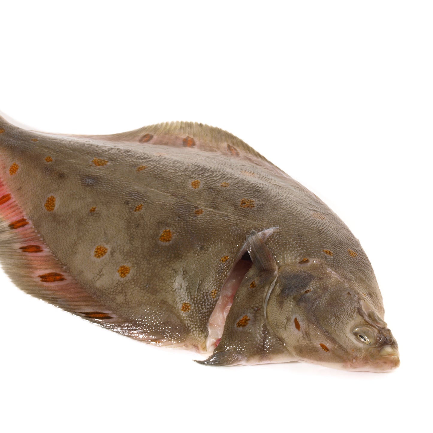 Plaice