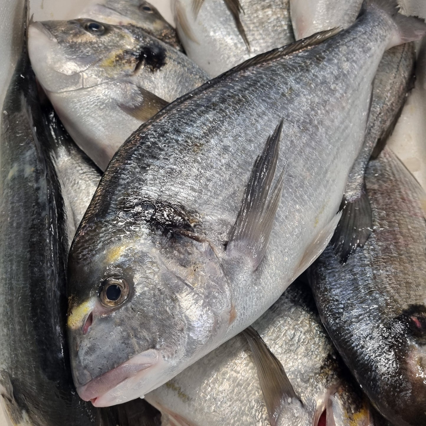 Seabream (Whole)