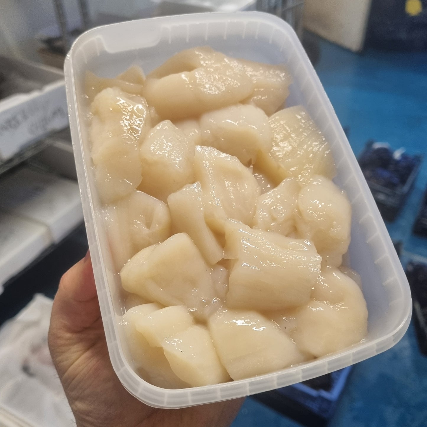 Scallop Meat - Broken Pieces