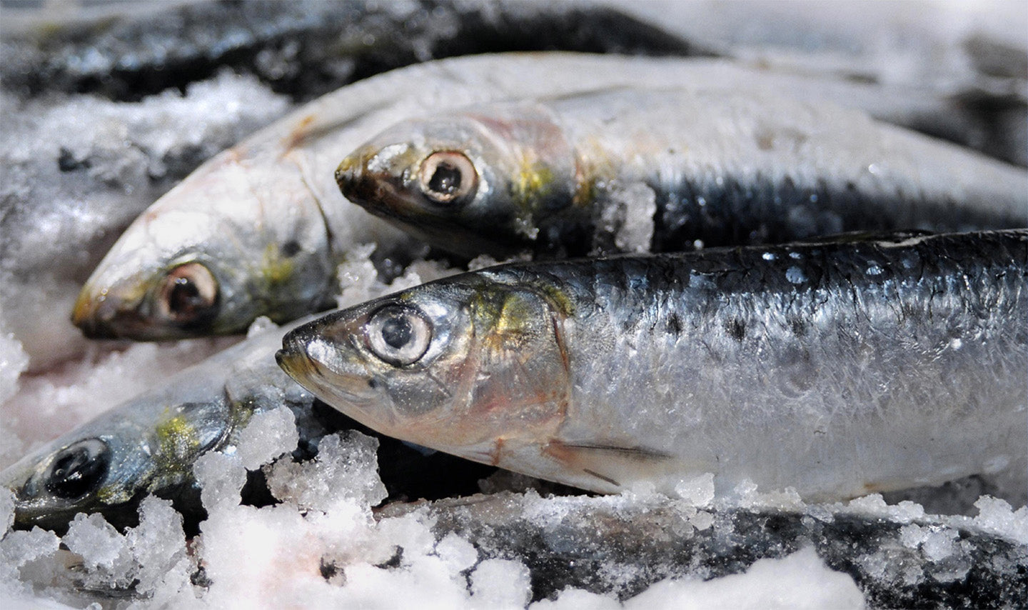 Cornish Sardines