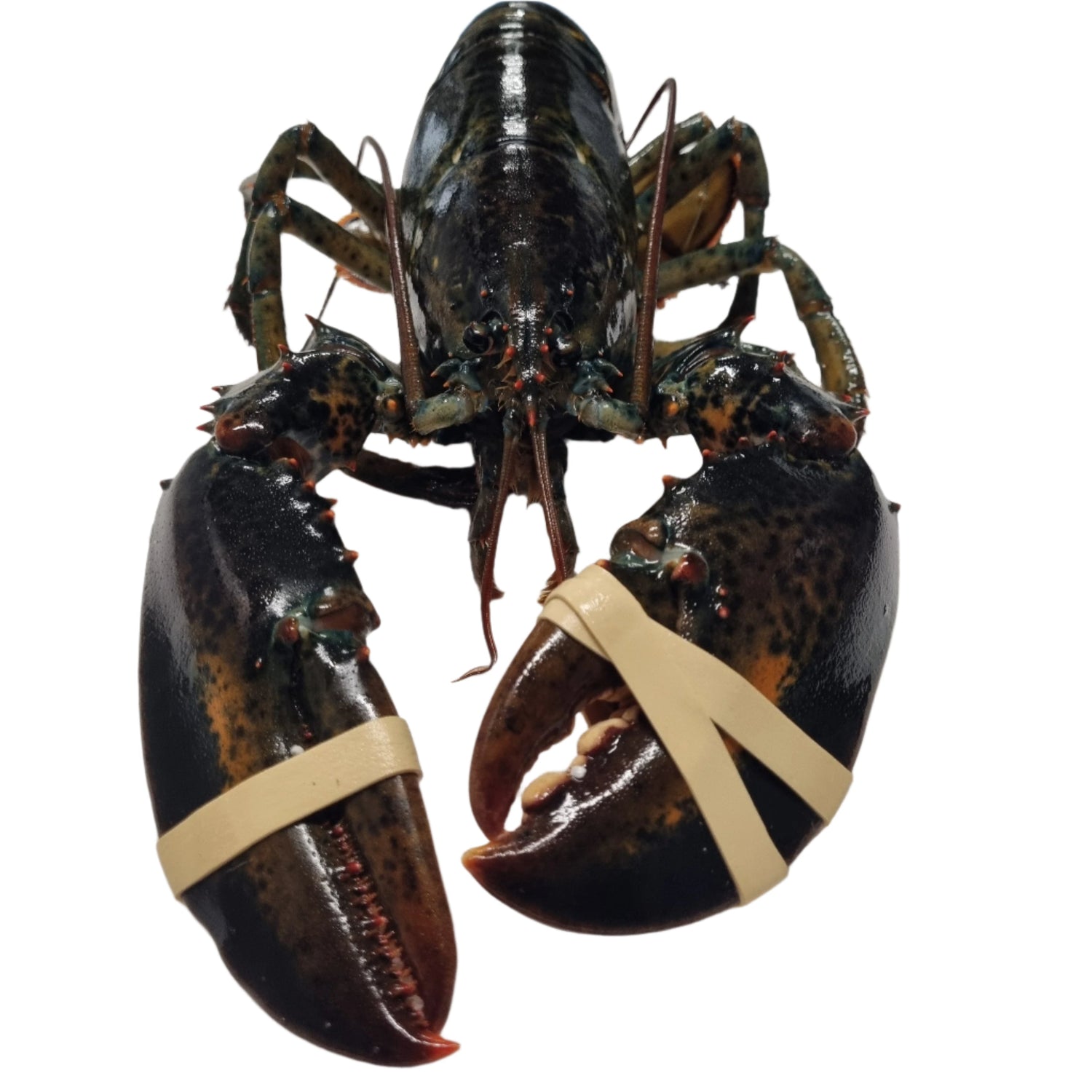 SHELLFISH
