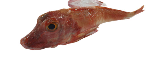 Gurnard