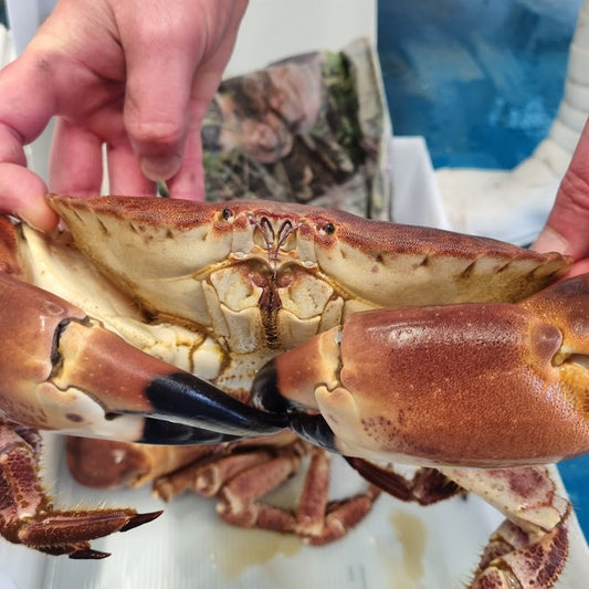 Live Brown Crab 800-1 kilo