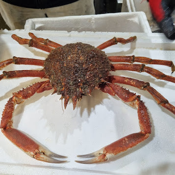 Live Spider Crab