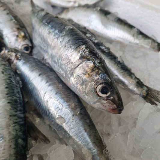 Cornish Sardines