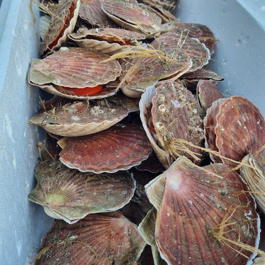 Live Hand Dived Scallop in the shell x 6