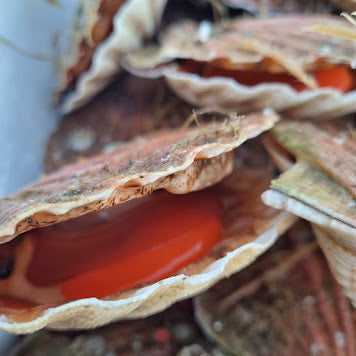 Live Hand Dived Scallop in the shell x 6