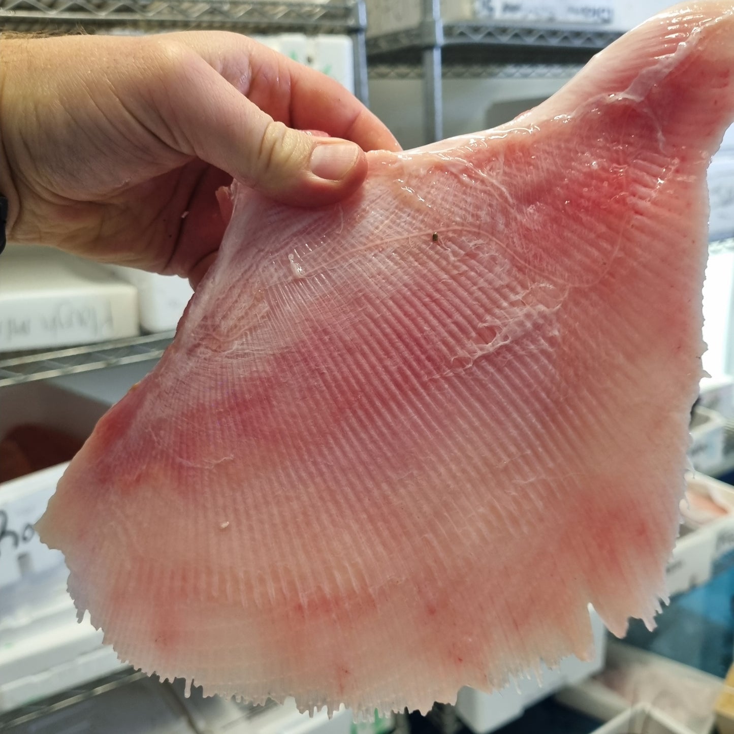 Skate Wing
