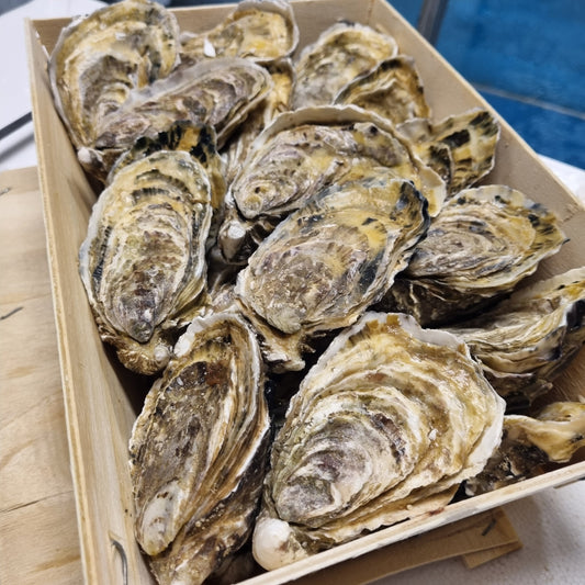 Oysters