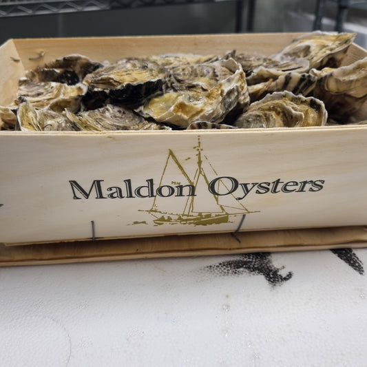 Oysters