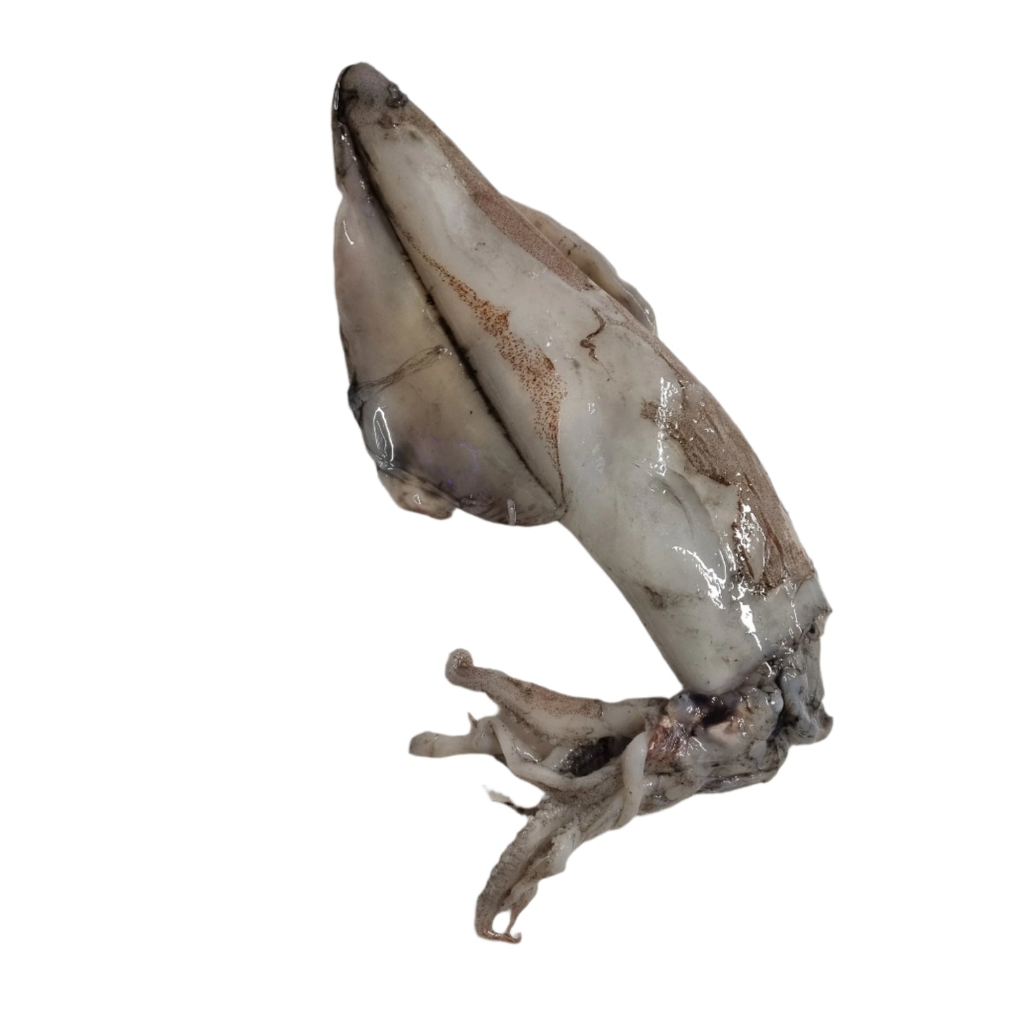 Fresh Squid