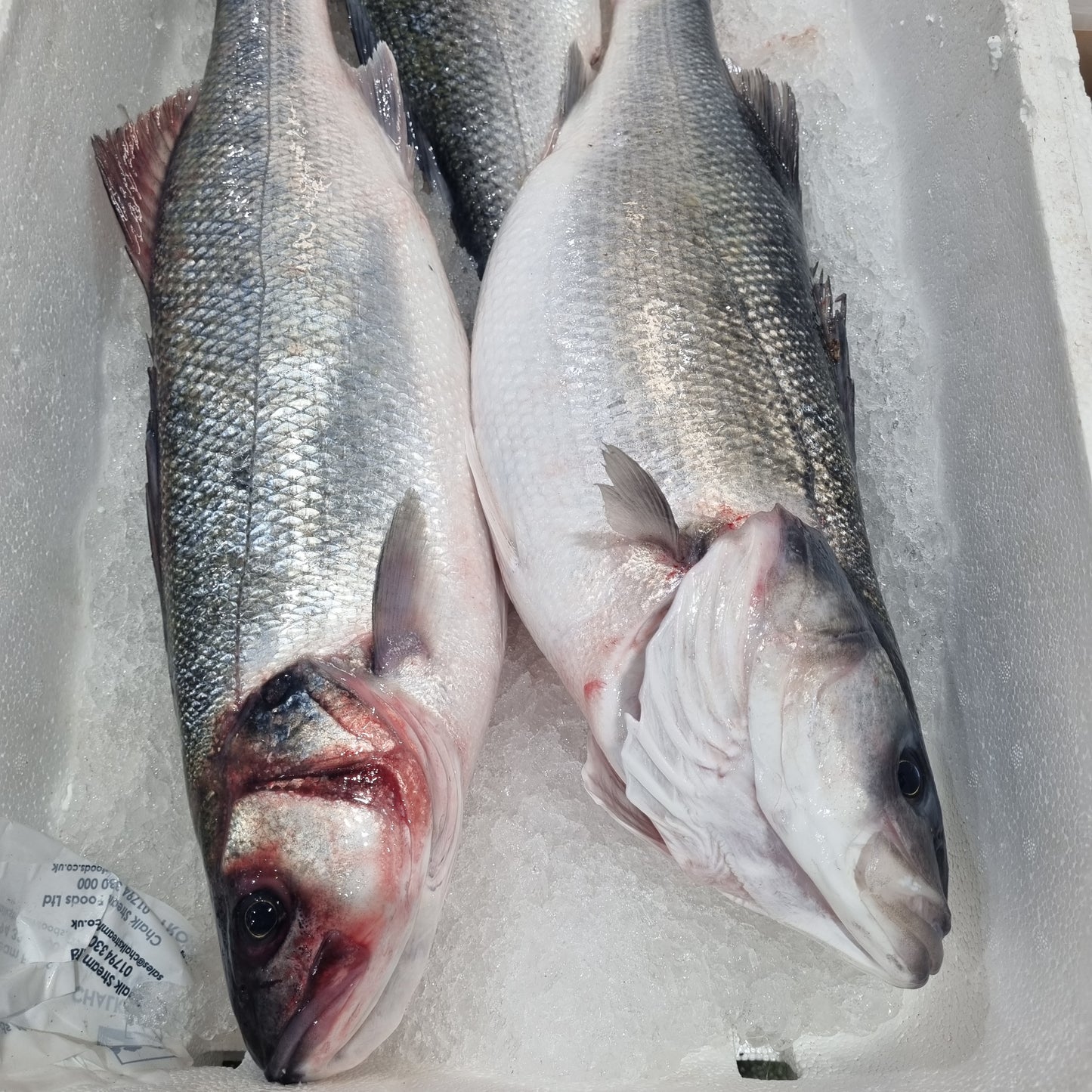 Wild Line Caught Bass