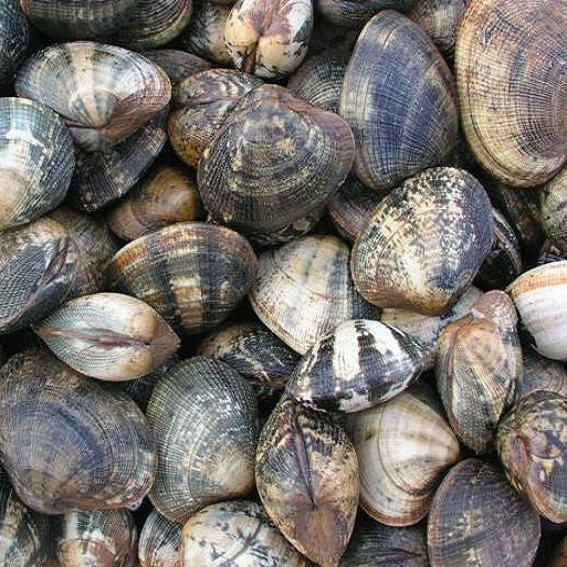 Fresh Dorset Palourdes Clams