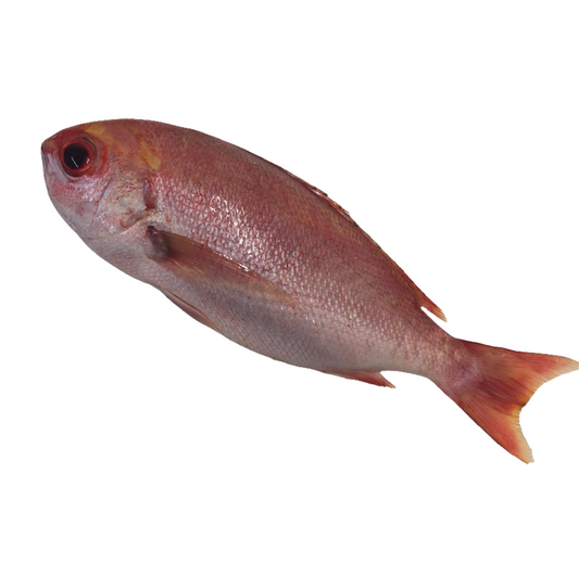 Red Snapper (Pinjalo)