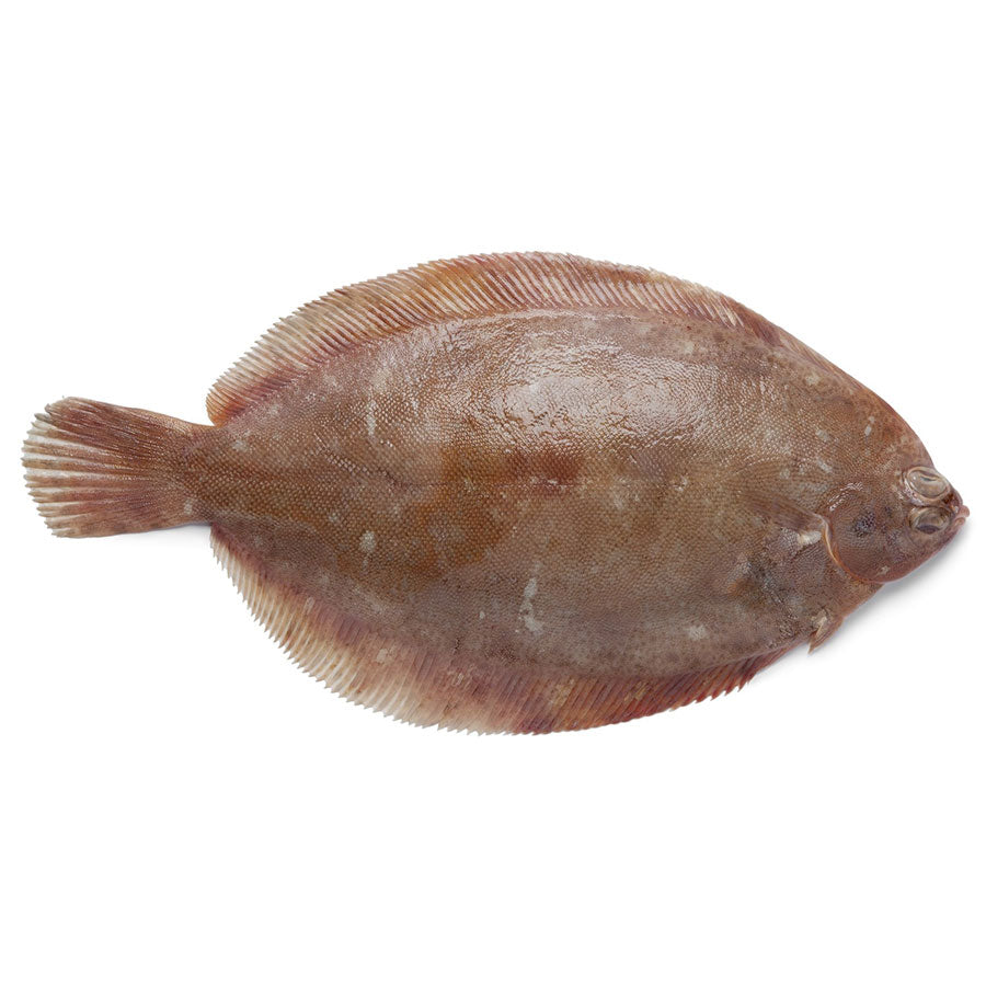Lemon sole