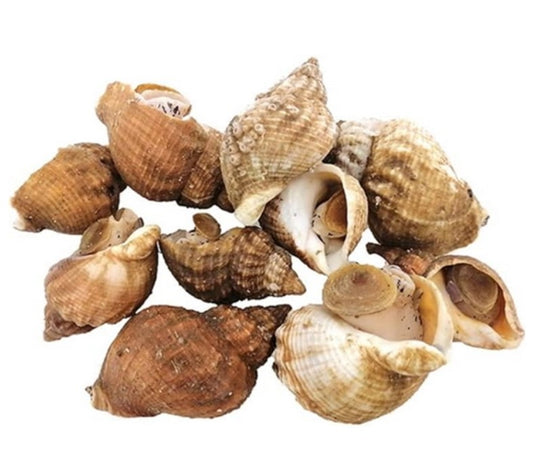 Live Whelks 1 kilo