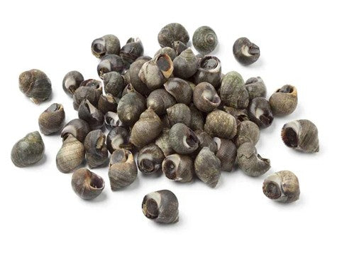 Live Winkles 1 kilo