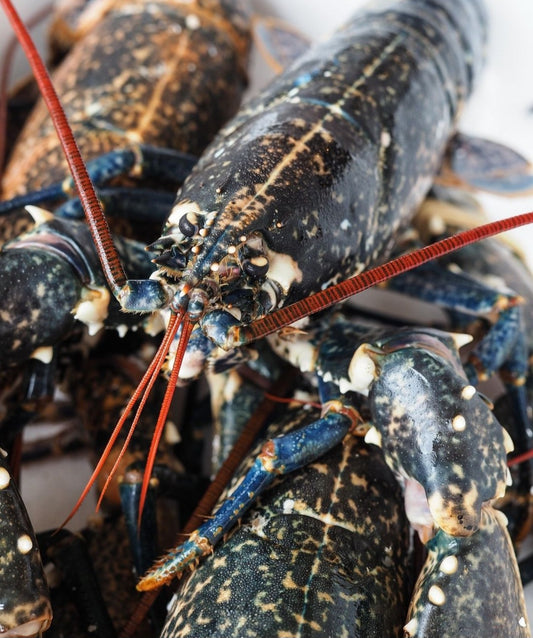 Live Lobster