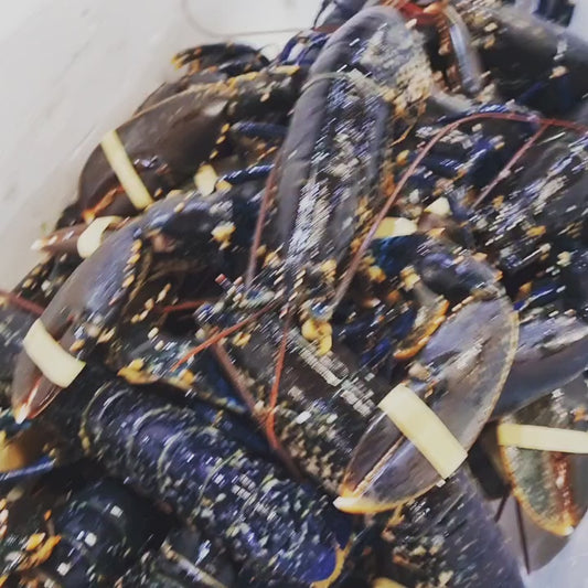 Live Lobster
