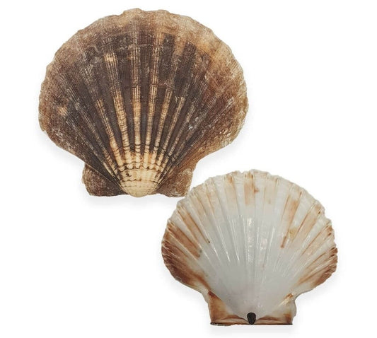 Scallop Shells